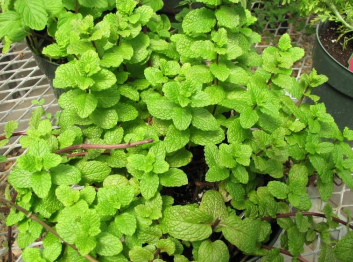 <p>What is this? This could cause type ____ allergies via ____</p>