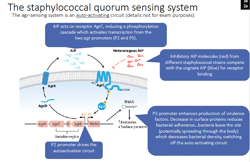 <p>- The agr-sensing system is an auto-activating circuit (details not for exam purposes)</p>
