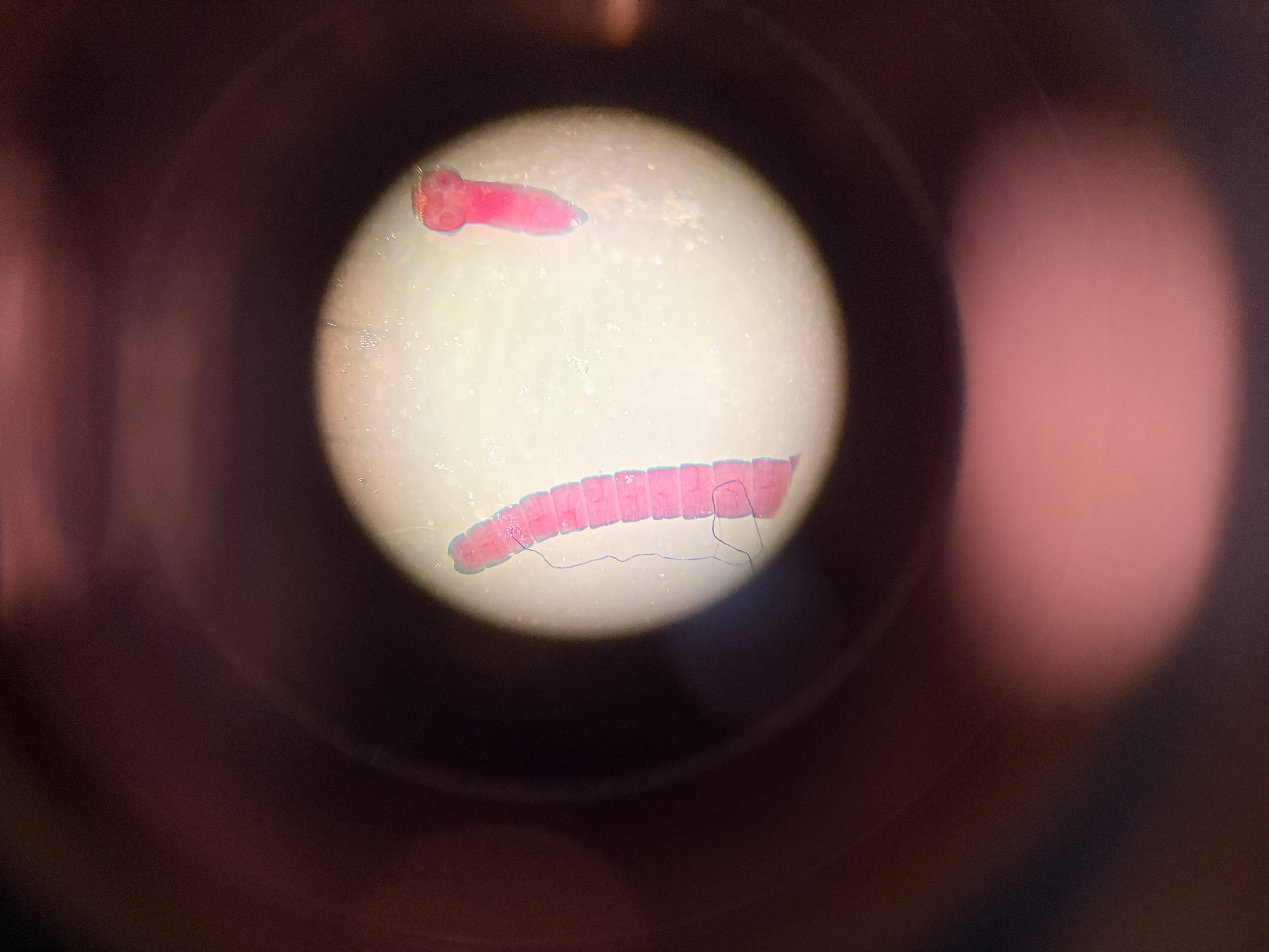 <p>What structures are shown and what phylum and class do they belong to?</p>