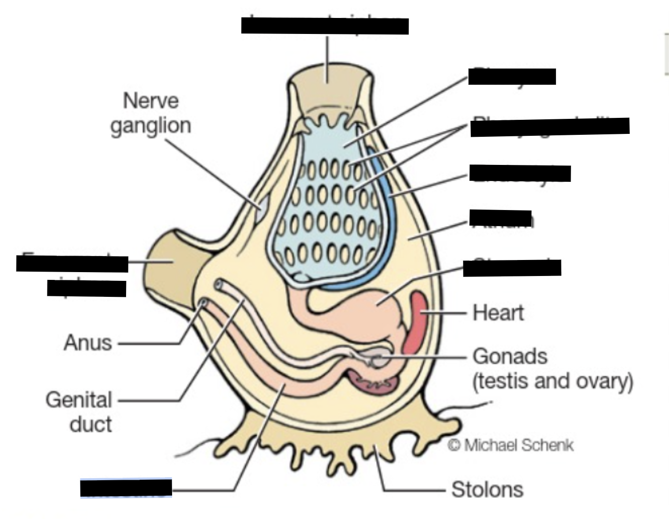 <p>(Adult) Tunicate (clade, structures)</p>