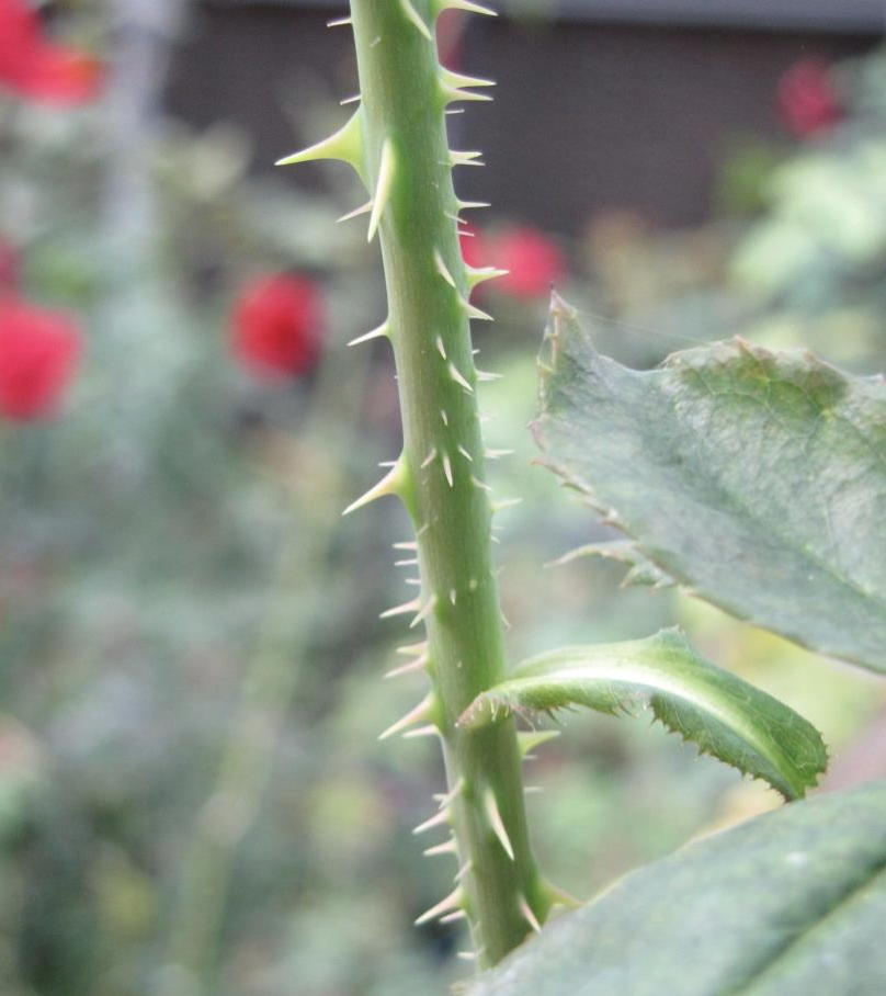 <p>there are multiple types of dermal tissue: _ are modified stems that are outgrowths for protection </p>