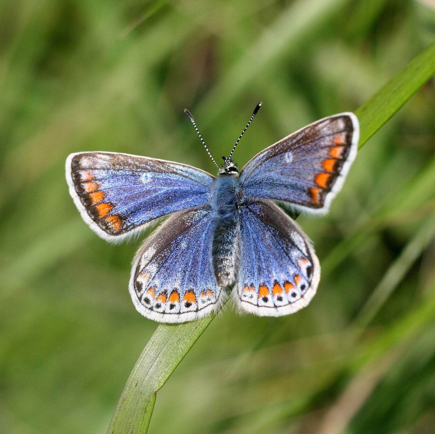 <p>Male or female?</p>