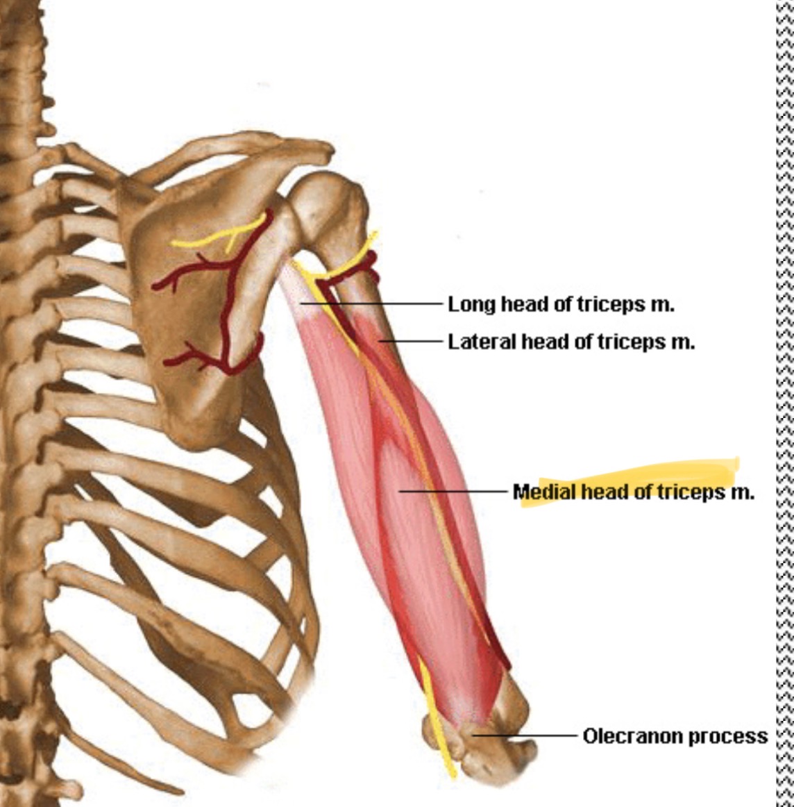 <p>Most medial/in the middle</p>