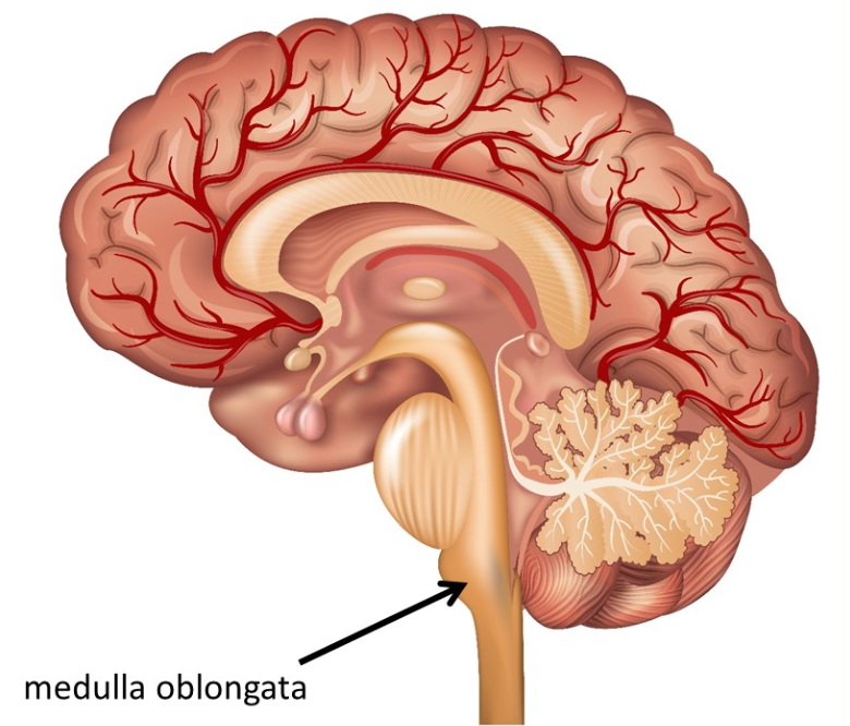 <p>Brain Stem: <strong>The Medulla</strong></p>