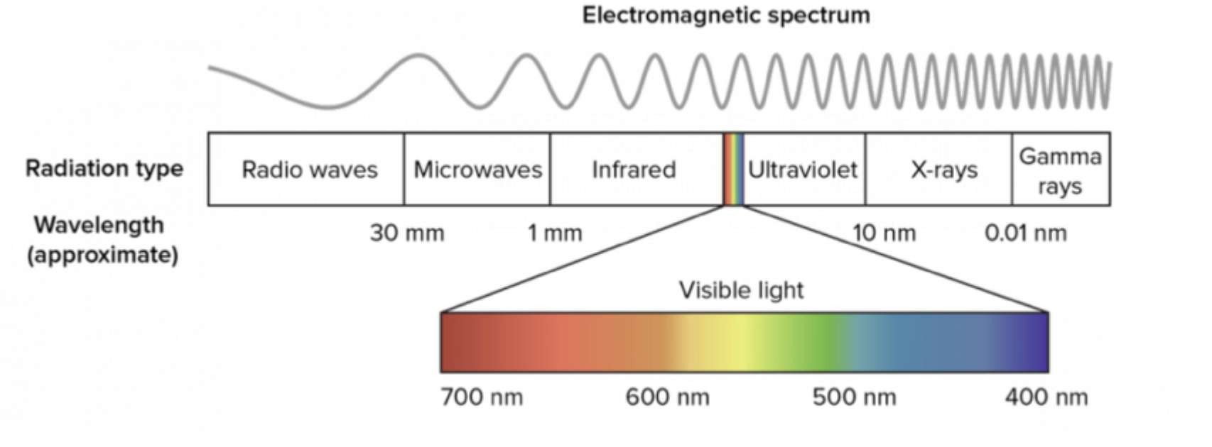 <p><strong>Elektromagnetisk stråling</strong> er energi, der udbreder sig som bølger og kan beskrives både som <strong>bølge og partikel</strong>.<br><strong>Synligt lys</strong> er kun en lille del af spektret og ligger cirka mellem <strong>400 og 700 nm</strong>:</p><ul><li><p><strong>ca. 700 nm</strong> = rødligt lys</p></li><li><p><strong>ca. 400 nm</strong> = violet/blåt lys<br>Længere bølgelængder er fx <strong>infrarød, mikrobølger og radiobølger</strong>, og kortere er <strong>UV, røntgen og gammastråling</strong>.</p></li></ul><p></p>