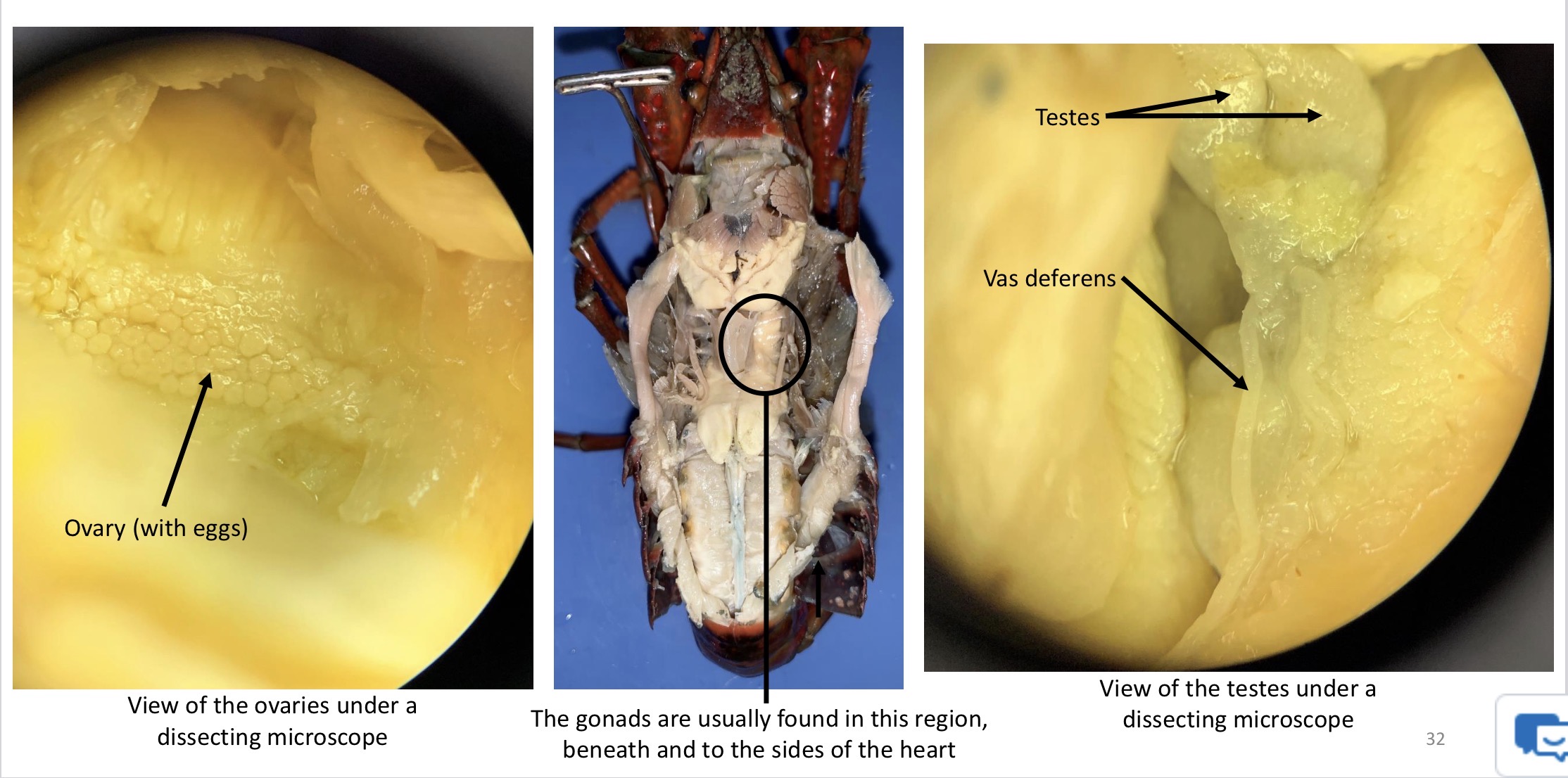 <p>the gonads of crayfish are located laterally to to an anterior portion of the intestine. the testes are usually white, while the ovaries are usually darker orange in colour and coarser in texture.</p>