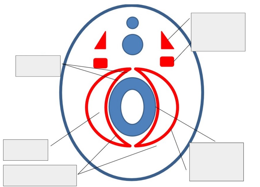 <p>Label this diagram and, if applicable, describe each part.</p>