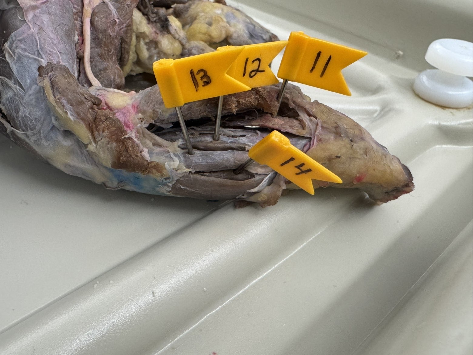 <p>Numbers:</p><p>11</p><p>12</p><p>13</p><p>14</p>