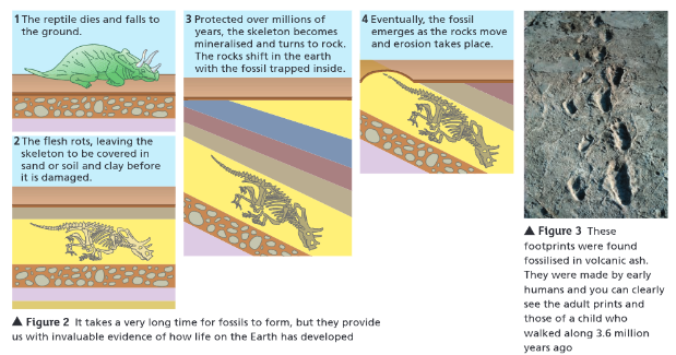 <ul><li><p>From parts of organisms that have not decayed — one or more of the conditions needed for decay are absent</p></li><li><p>When parts of the organism are replaced by minerals as they decay</p></li><li><p>As preserved traces of organisms — e.g. footprints, burrows, and rootlet traces</p></li></ul><p></p>