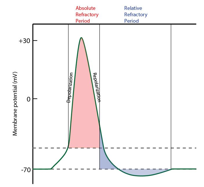 <p>What is alpha like during the absolute refractory period, even with a strong stimulus?</p>
