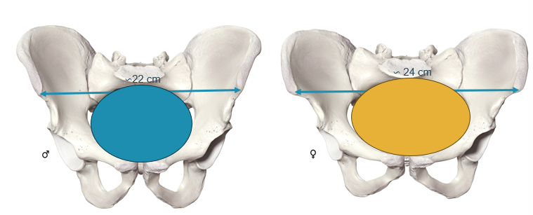 <p>Vrouw, want moet vaginale partus kunnen doen.</p><p>Bij de man is de anterieure spinale afstand 22cm en bij de vrouw 24cm.</p><p>De bekken hebben ook andere vorm dan bij man.</p>