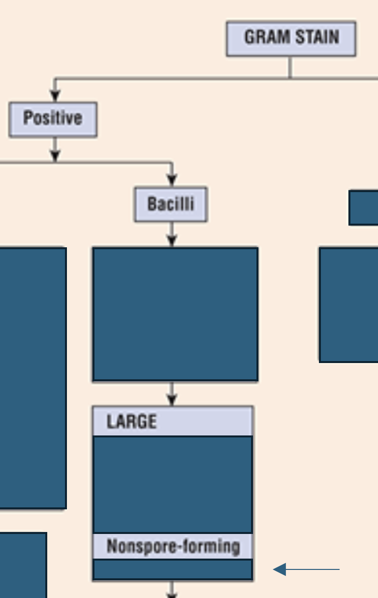 <p>Which gram positive bacilli grow large and are <strong>nonspore-forming?</strong></p>