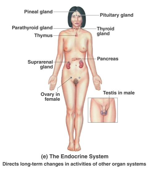 <p>Pituitary gland, thyroid gland, parathyroid glands, adrenal glands, pineal gland, pancreas, ovaries, testes</p>