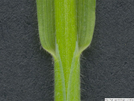 <p>Poacae (Commelinidy)</p><p>medyněk vlnatý - <span style="background-color: transparent;"><em>Holcus lanatus</em></span></p><ul><li><p>muže byt az do růžová i zelena, pozná se podle tohoto kolínka</p></li></ul><p></p>