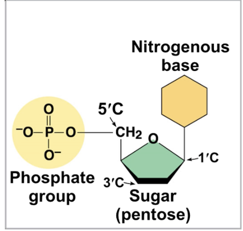 <p>-Pentose Sugar (2 types) </p><p>-Nitrogenous Base (5 Types) </p><p>-Phosphate Group (at least 1) </p>