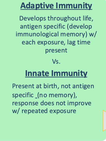 <p>innate (immediate response), adaptive has a lag time (delay)</p>