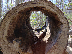 <p>(adj) /ˈhɒl.əʊ/ - rỗng (bên trong). Ex: A hollow tube made of metal. (Một ống kim loại rỗng bên trong.)</p>