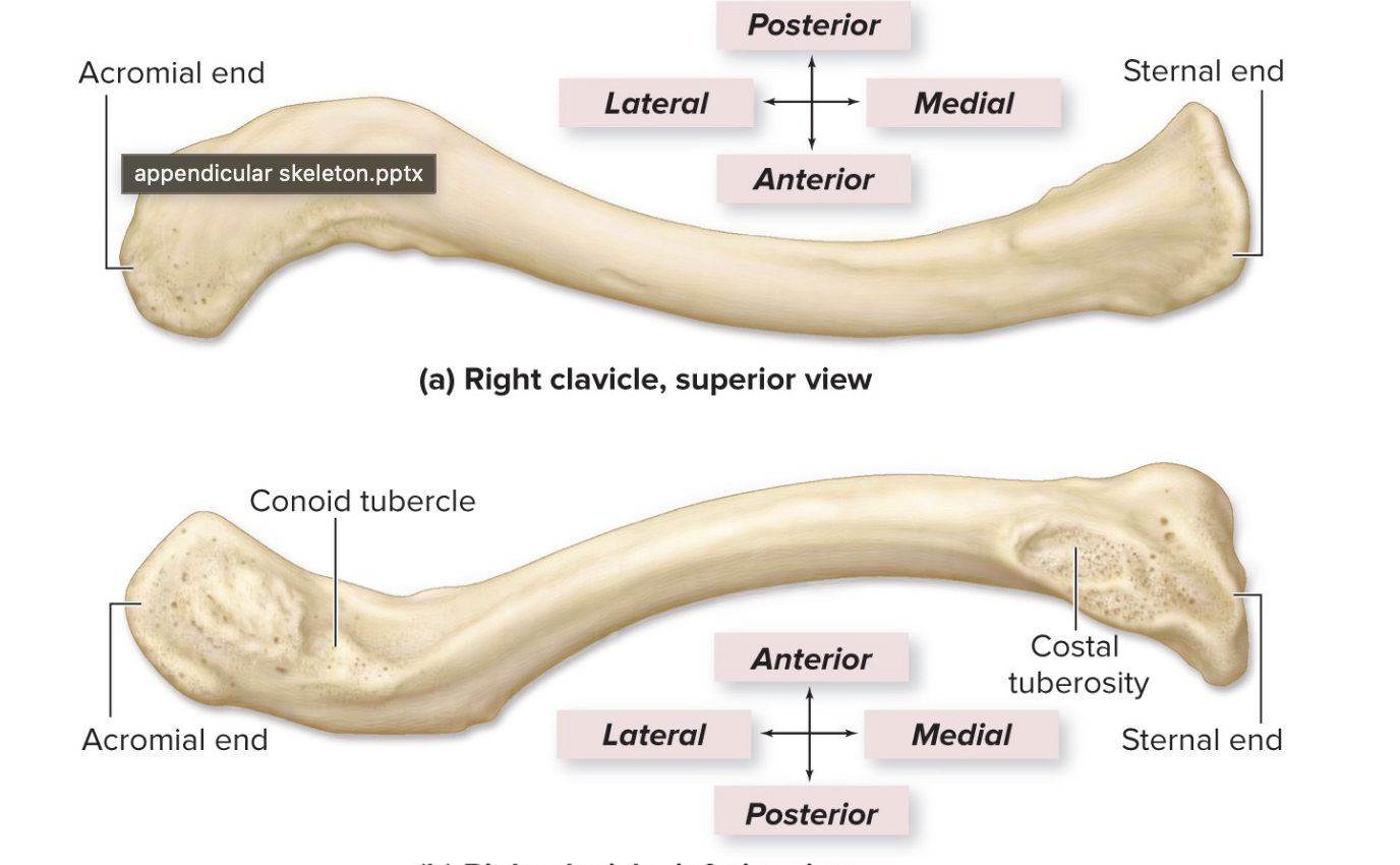 <p>Articulate with the scapula &amp; sternum; looks like an “S”</p>