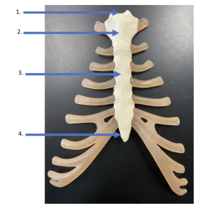 <p>what is the name of #3</p>