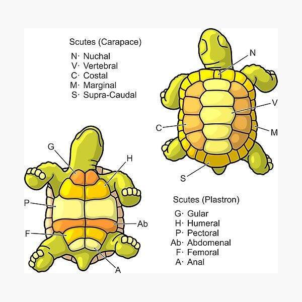 <p>Scutes </p>