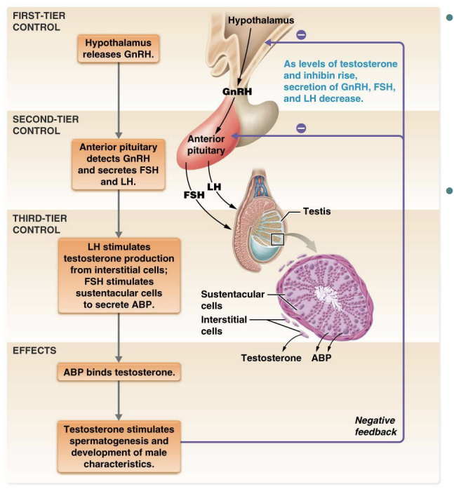 <ul><li><p>Testosterone</p><ul><li><p>main hormone involved in <strong>regulation</strong> of <strong>spermatogenesis</strong> and <strong>male</strong> <strong>reproductive</strong> <strong>physiology</strong></p></li><li><p>regulated by multi-tiered negative feedback loop</p></li></ul></li><li><p>Brain-testicular-axis</p><ul><li><p><u>regulates hormones involved in testosterone production</u> and testicular function</p></li></ul></li><li><p><strong>First</strong>-<strong>tier</strong> <strong>control</strong> – Gonadotropin-releasing hormone (GnRH), secreted by hypothalamus</p></li><li><p><strong>Second</strong>-<strong>tier</strong> <strong>control</strong> – anterior pituitary detects GnRH; stimulates secretion of gonadotropins</p></li><li><p><strong>Third</strong>-<strong>tier</strong> <strong>control</strong> – in testes: LH, FSH, stimulates secretion of inhibin, androgen binding protein, testosterone</p></li></ul><p></p>