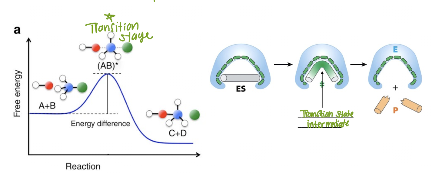 <p>What happens when the E<sub>a </sub>has been achieved?</p>