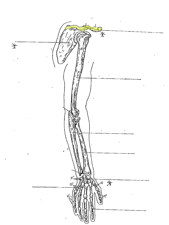 <p>What is the highlighted part of the arm?</p>