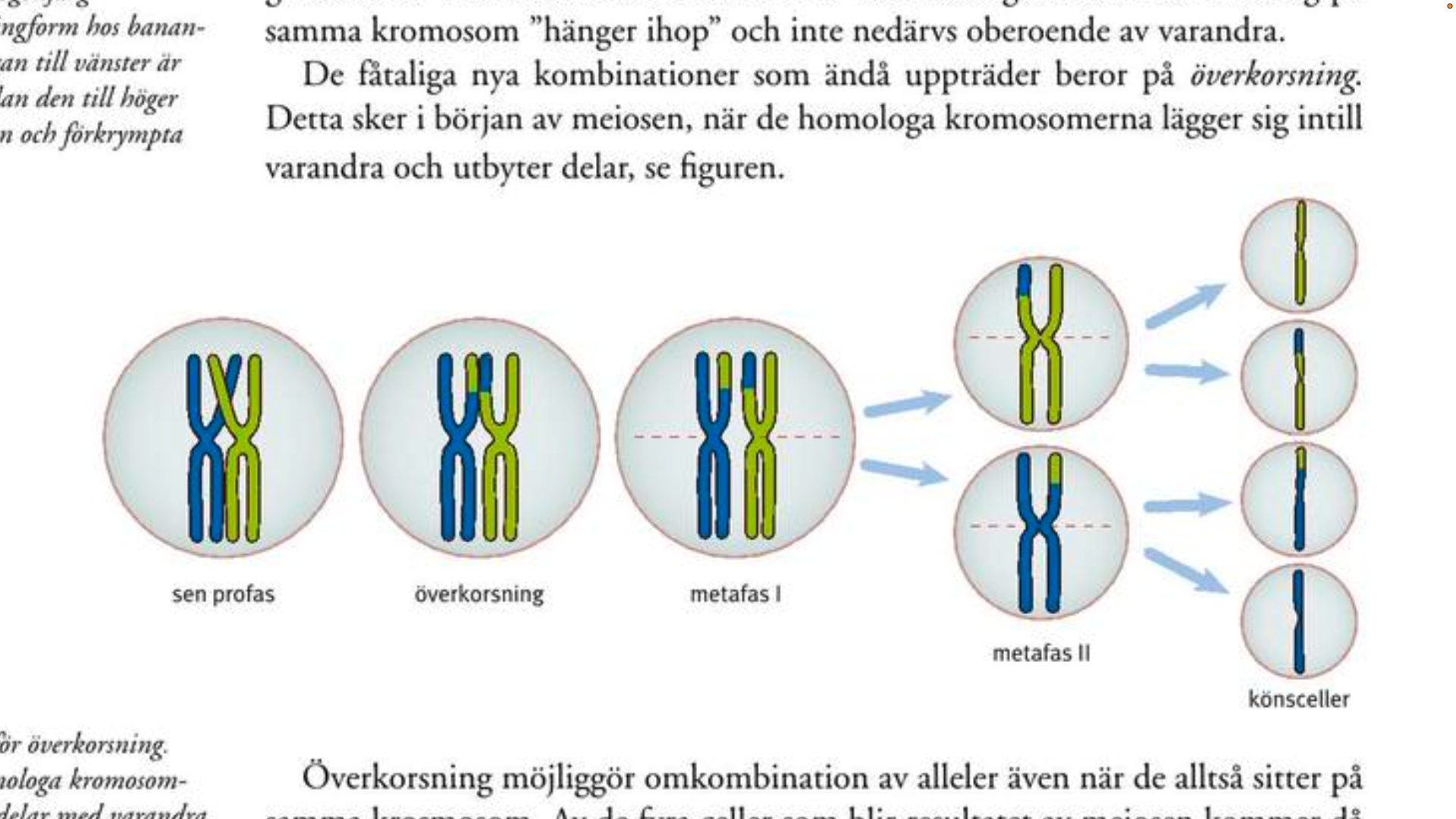 <p>Homologa kromosomer lägger sig intill varandra och utbyter delar (<strong>=></strong> <span style="line-height: normal;"><strong>omkombination</strong> </span>av <span><strong>alleler </strong></span>även <span style="line-height: normal;">när de </span>alltså sitter <span style="line-height: normal;">på <strong>samma</strong> </span><strong>krosmosom</strong>) </p>