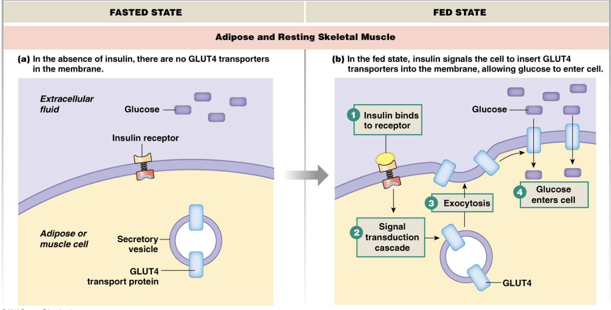<ul><li><p>The brain (with exception of satiety center) doesn’t require insulin to take up glucose</p></li><li><p>if exercising, it causes skeletal muscle to insert glucose transporters</p></li></ul><p></p>