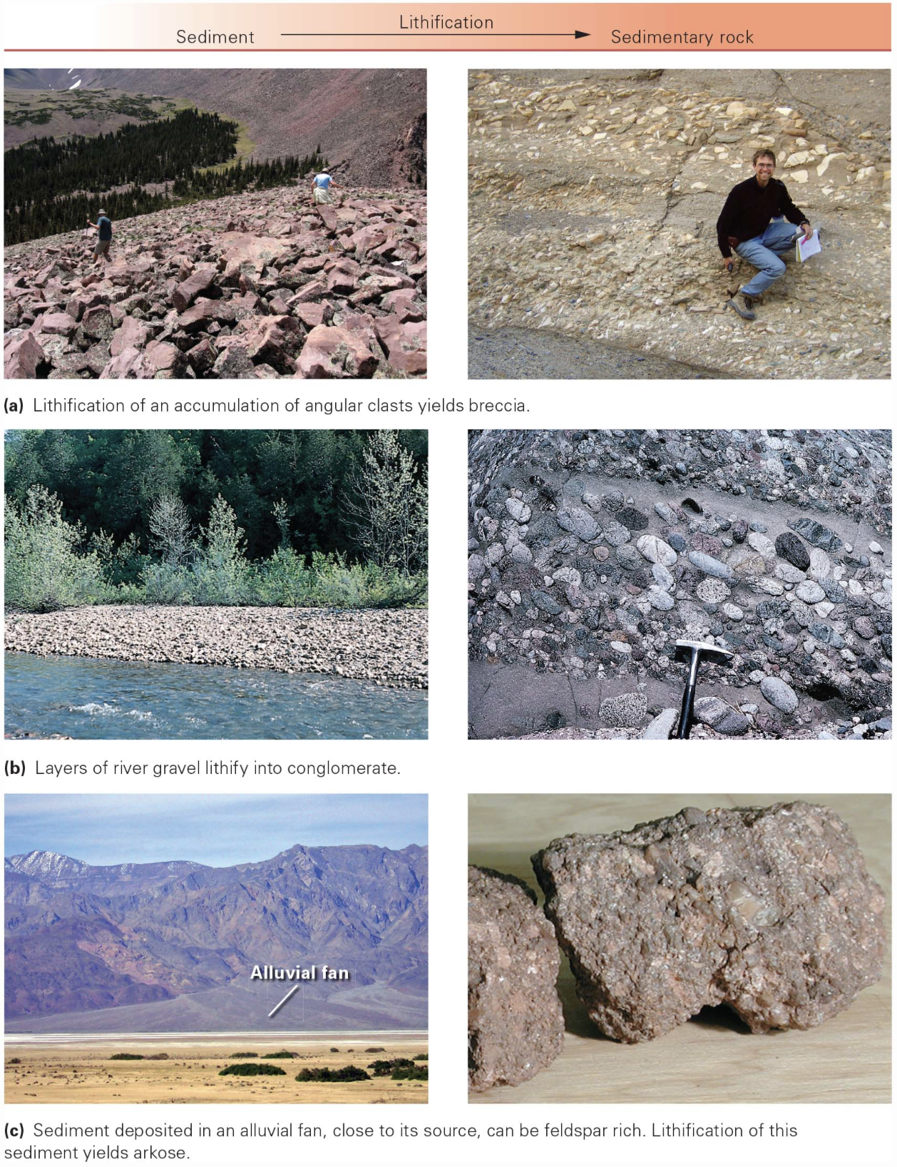 <p>coarse sedimentary rock consisting of angular fragments; or rock broken into angular fragments by faulting</p><ul><li><p><span>sharp and unworn, it indicates they traveled very little from their source before being cemented together</span></p></li></ul><p></p>