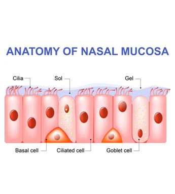 <p><strong>vascular ciliated columnar epithelial cells</strong> lining</p><ul><li><p><strong><u>mucosa</u></strong>: mucous secreting goblet cells</p></li></ul><p></p>