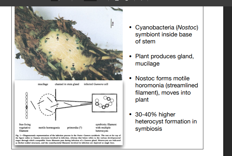<ul><li><p>the general idea, plants create specialised cells to host the N-fixers, and the plants provide them with sugars so they dont have to intake O2 to make sugars themselves (this also incr efficiency, fixing 30-40% more N than freeliving)</p></li><li><p>this protects the Nitrogenase enzyme, so they can continue fixing N, (N2 => NH4+) which the plant has available as excess </p></li><li><p>=> Symbiosis of freeliving N fixers, to become symbiotic &amp; Not freeliving </p></li></ul><p>(Examples)</p><ul><li><p>Nostoc ) cyanobacteria is attracted by Muculage produced at the plant surface/stem. => moves through a channel in the stem => infects plants cells => cells and Nostoc spsecialise to house it and Nostoc forms heterocysts</p></li><li><p>Pacific Axolla / Retoreto ) these plants float on waters surface as roots dangle down. they create air bubbles in cells (muculage cavity to control O2 conc) => muculage to attract (Anabaena azollae Cyanobacteria) => taken into the plant => Symbiosis</p></li><li><p>=> Axolla floated in rice paddies as a form of natural fertiliser. </p></li></ul><p></p>