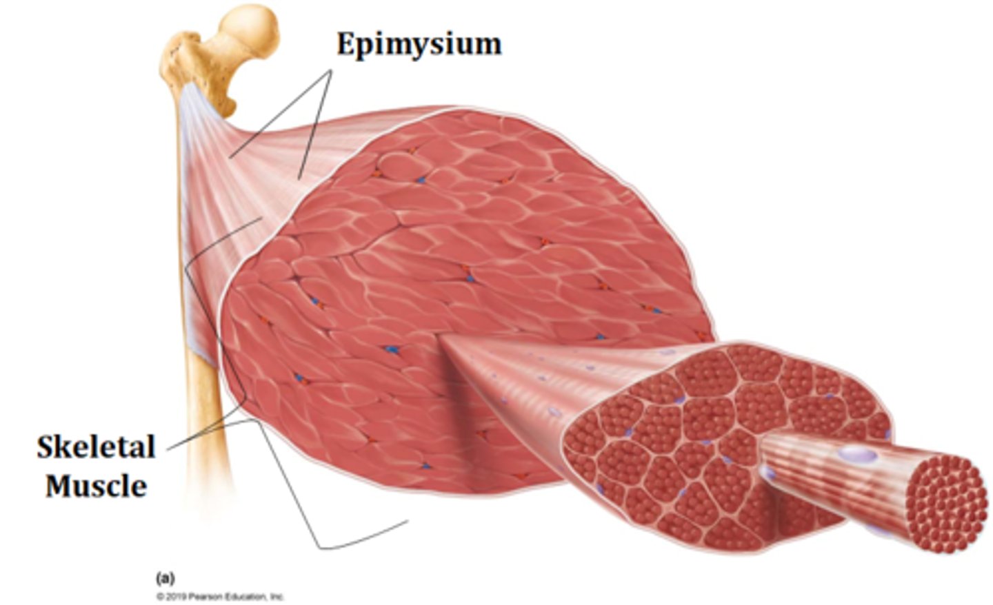 <p>epimysium</p>