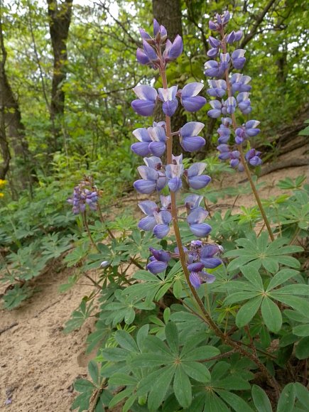 <p>Wild lupine</p>