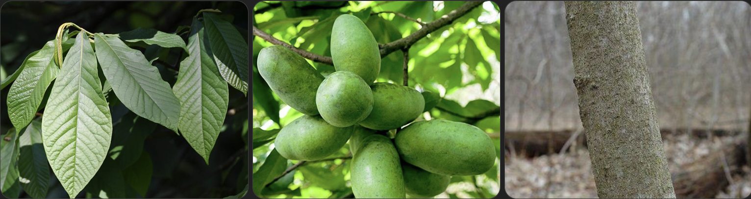 <p>Identify this tree</p>