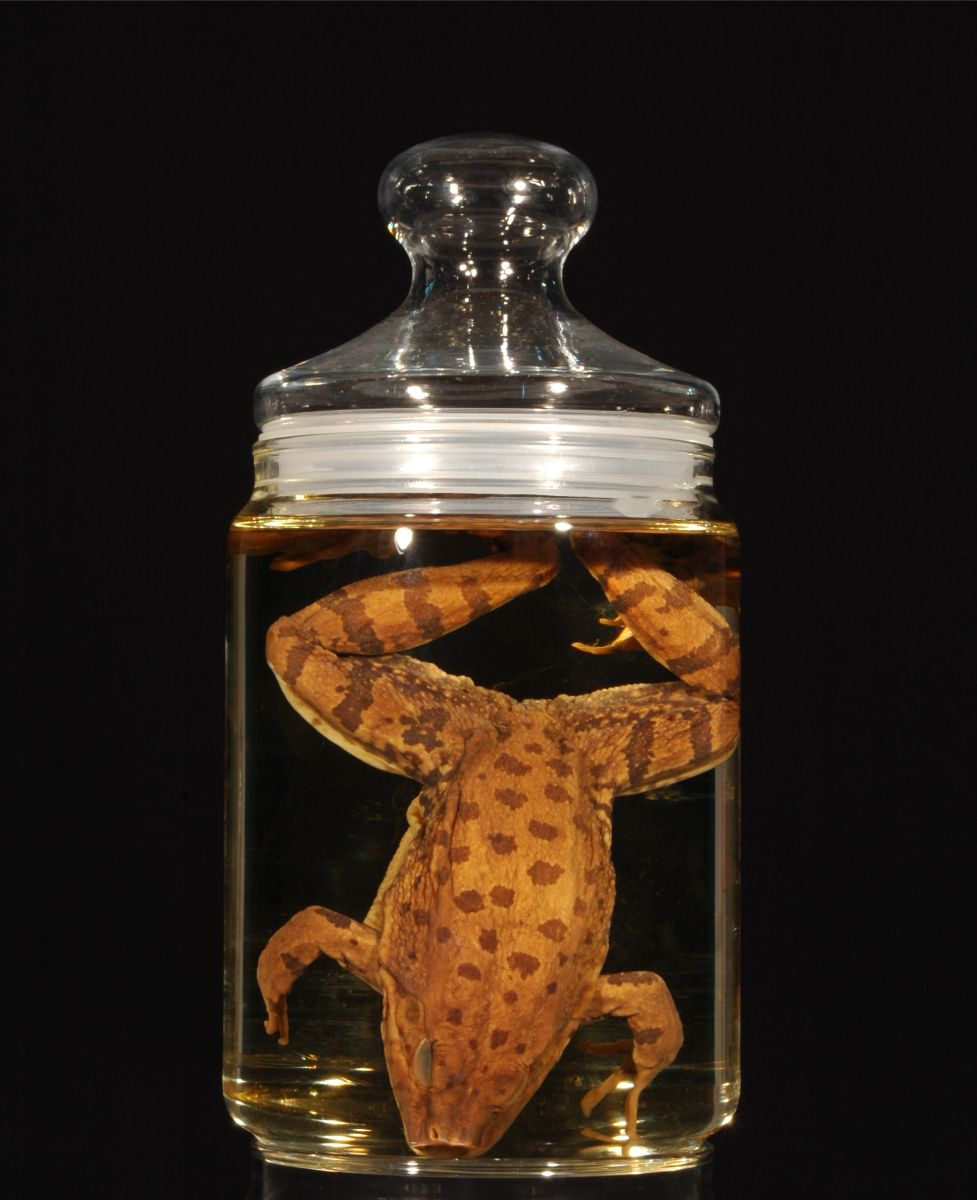 <p>Especie estrictamente acuática. Ocupa todo tipo de cuerpos de agua dulce, aunque está presente fundamentalmente en ambientes permanentes.</p><p>Depredador.</p><img src="https://ccz.ugr.es/img/colecciones-cientificas/CHD444_2.jpg" data-width="50%" data-align="center" alt=""><p></p>