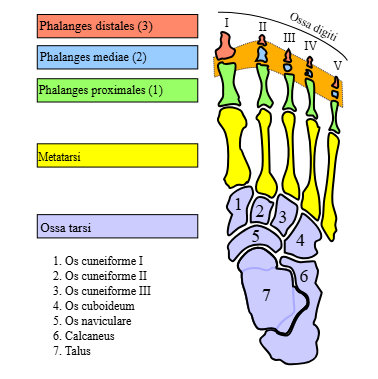 <p>How are phalanges numbered?</p>