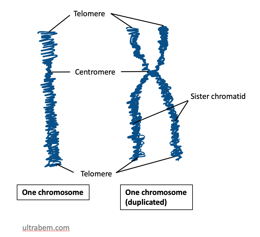 <p>long, coiled DNA molecule carrying many genes</p>