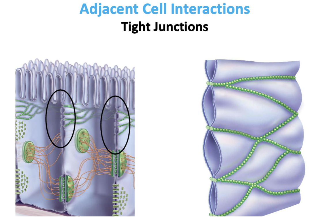 <p>junctions are located at the apical-most end of the lateral membrane</p>