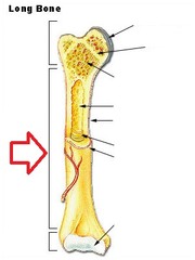 <p>shaft of bone</p>