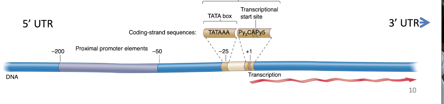 <p>sequences in the 5’ untranslated regions (UTRs) of genes that signal the inition of transcription </p><p>for most structural genes, __ include </p><ul><li><p>The transcrption start site TSS</p></li><li><p>TATA box about 25 bases upstream from the TSS</p></li><li><p>Proximal promoter elements are further upstream </p></li></ul><p>CORE ___ includes the TATA box and the TSS</p><p>Core ___ is cis acting element </p>