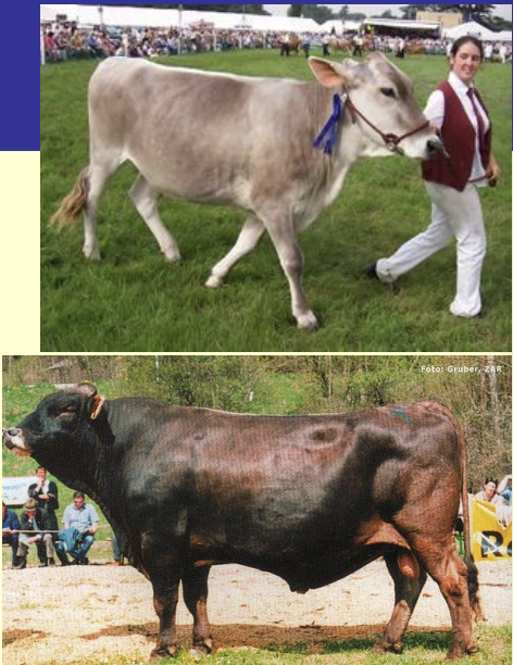 <ul><li><p>origin: swizerland</p></li><li><p>light to dark shades of brown with dark nose, eye pigment, and hooves</p></li><li><p>large furry ears</p></li><li><p>long gestation</p></li><li><p>average butterfat</p></li><li><p>very docile</p></li></ul><p></p>