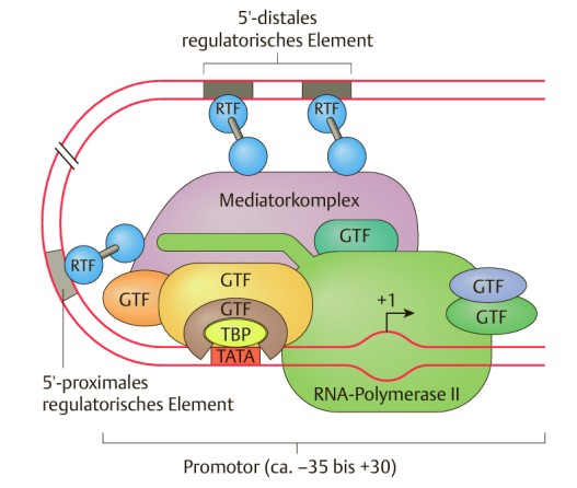 <p>Mediator ist ein großer Coaktivator‑Komplex, der RTFs an Enhancern mit der RNA‑Polymerase‑II und den GTFs am Promotor verbindet und so die Transkriptionsrate steuert. </p><p></p>