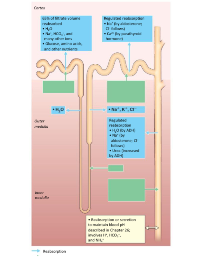 <p>< 1%  (Reabsorption)</p>