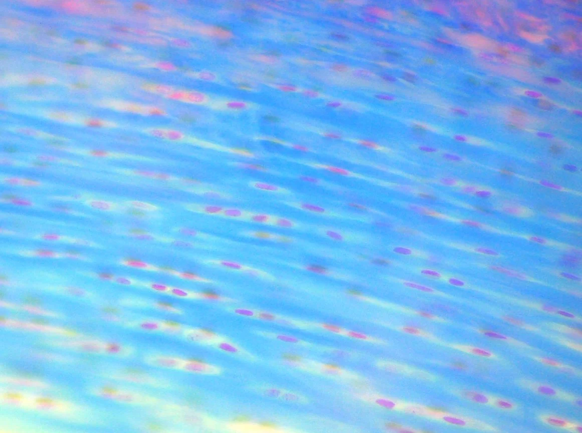 <p><span>Identify the tissue in the micrograph.</span></p>