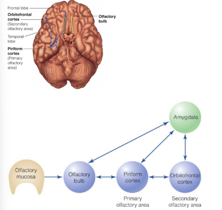 <p>signals from olfactory bulb </p><p>→ project to <u><mark data-color="blue" style="background-color: blue; color: inherit;">p</mark>rimary </u>olfactory cortex (<strong><u><mark data-color="blue" style="background-color: blue; color: inherit;">p</mark>iriform cortex</u></strong>) in the <u>temporal lobe &amp; amygdala</u></p><p>→ then project to <u>secondary </u>olfactory cortex (<strong><u>orbitofrontal cortex, OFC</u></strong>) in the <u>frontal lobe</u></p><p>__</p><p>the amygdala plays a role in <u>emotional</u> reactions to odors <strong>(i.e. decide if scent is pleasant or unpleasant)</strong></p>