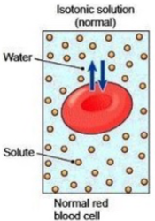 <p>Equal solute inside & outside → Water moves equally → cell stays <strong>normal</strong>.</p>
