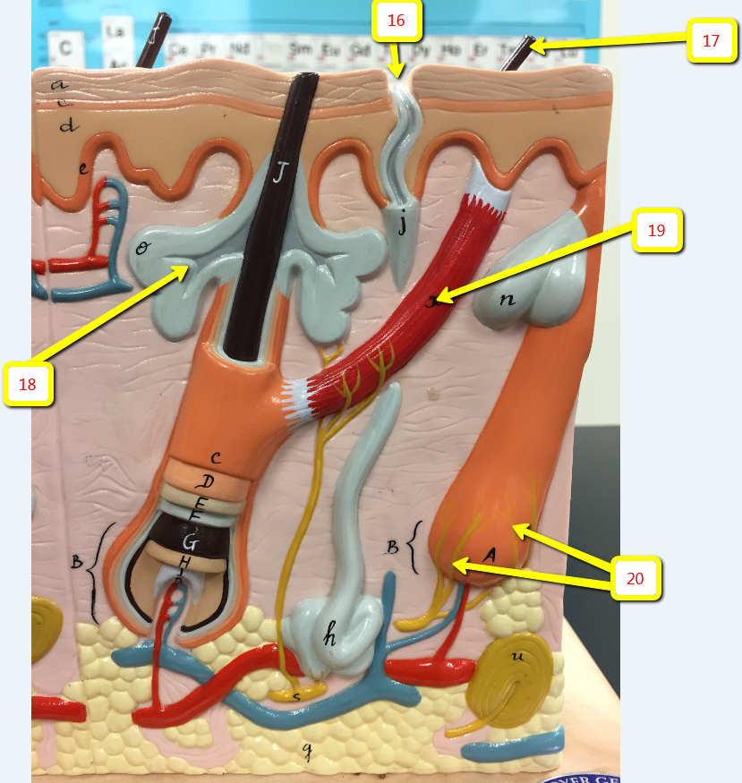 <p><span>Name the yellow structures indicated by arrow 20:</span></p>
