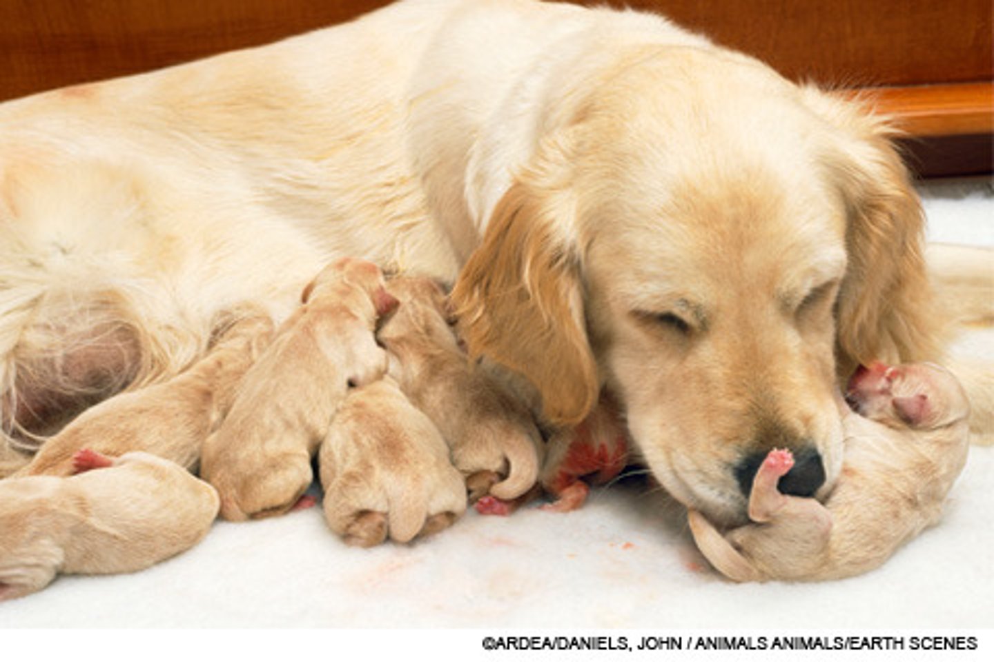 <p>- Fertilisation is internal; eggs have no shell</p><p>- Embryo develops inside the female and is nourished by the female through a placenta</p><p>- Occurs in: placental mammals (NOT marsupials and monotremes), 55% of sharks and rays, some invertebrates (scorpions)</p><p>- Advantages: incubation temperature regulated by mother; embryo safe from predation; fitter offspring more likely to survive to adulthood</p><p>- Disadvantages: fewer young produced; energetically demanding on the mother</p><p>- Mortality rates are lower than in oviparous and ovoviviparous animals</p>