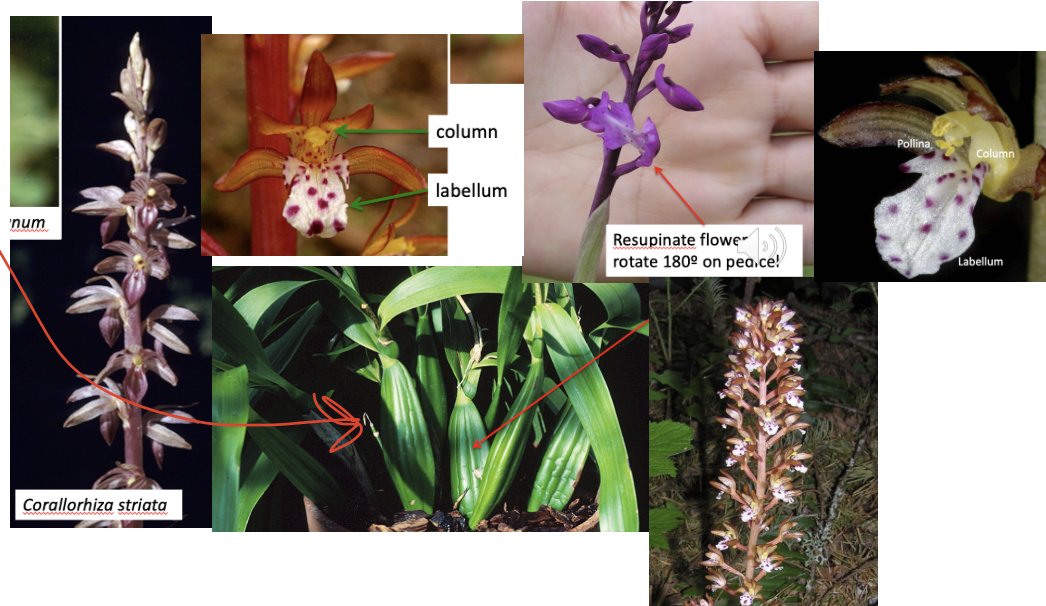 <p>Orchidaceae </p>